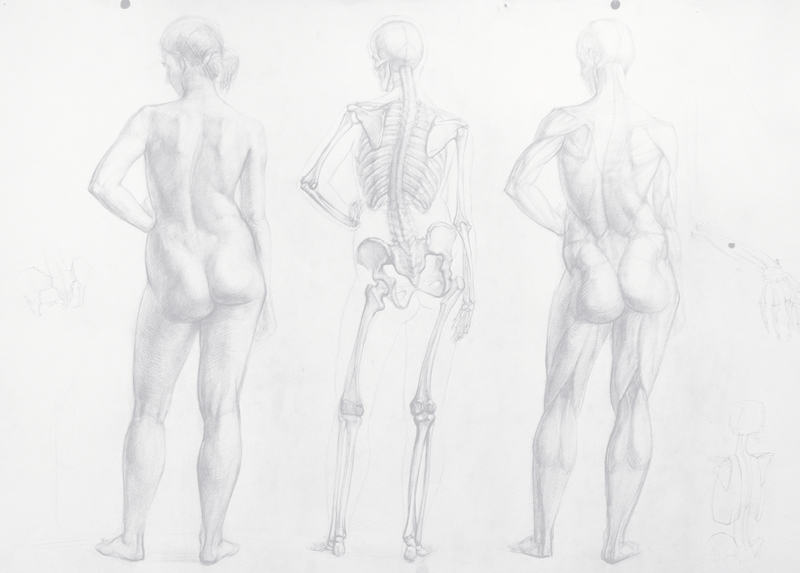 Monochrome Drawing depicting three bodies of distinct skin transparency ...